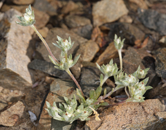 Stylocline psilocarphoides
