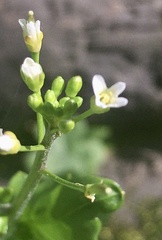 Cardamine chenopodiifolia
