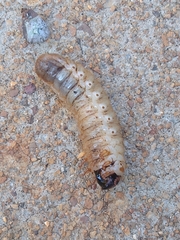 Dynastes tityus