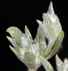 Stylocline psilocarphoides