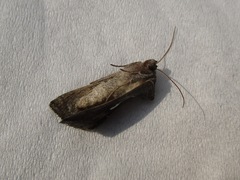 Anagrapha