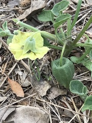 Physalis mollis mollis