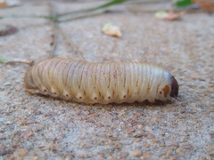 Dynastes tityus