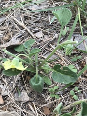 Physalis mollis mollis