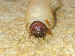 Dynastes tityus