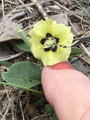 Physalis mollis mollis