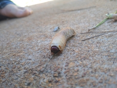 Dynastes tityus
