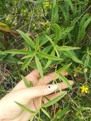 Trixis angustifolia