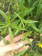 Trixis angustifolia