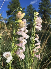 Penstemon linarioides