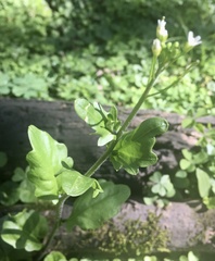 Cardamine chenopodiifolia
