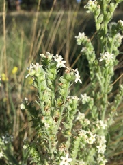 Oreocarya setosissima