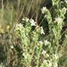 Bristly Cryptantha - Photo (c) Marissa, some rights reserved (CC BY-NC), uploaded by Marissa