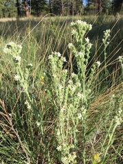 Oreocarya setosissima