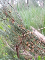 Acrotriche serrulata