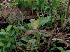 Eurema brigitta brigitta