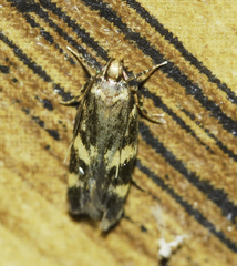 Oegoconia novimundi