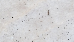 Dorymyrmex bicolor