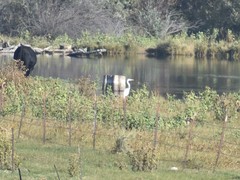 Ardea alba