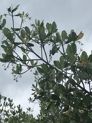 Trichonephila clavipes image