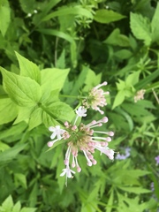 Valeriana pauciflora