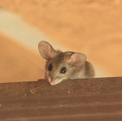 Peromyscus truei