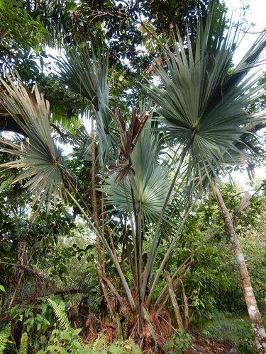 Sabal domingensis, photograph 4