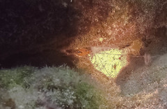 Apogon maculatus
