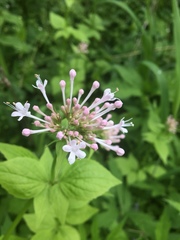 Valeriana pauciflora