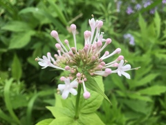 Valeriana pauciflora