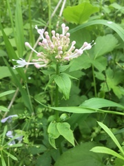 Valeriana pauciflora