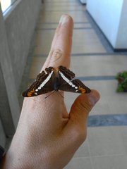 Adelpha alala alala