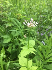 Valeriana pauciflora