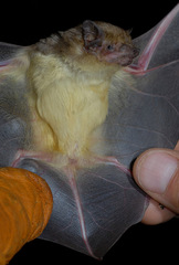 Scotophilus dinganii