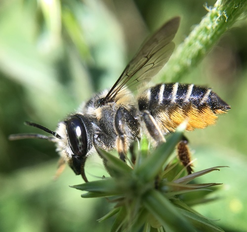 Flat-tailed Leafcutter Bee photo 5
