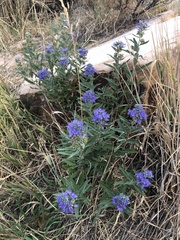 Caryopteris × clandonensis