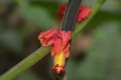 Drymonia teuscheri