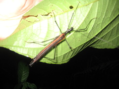 Pseudophasmatidae