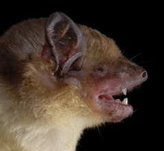 Scotophilus dinganii