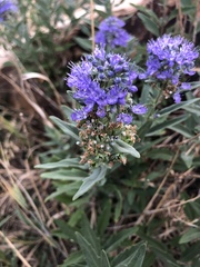 Caryopteris × clandonensis