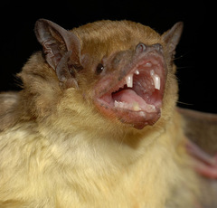 Scotophilus dinganii