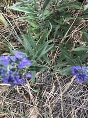 Caryopteris × clandonensis