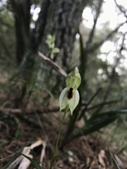 Pterostylis chocolatina