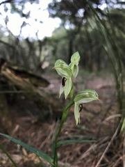 Pterostylis chocolatina