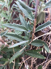 Caryopteris × clandonensis