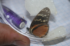 Eresia ithomioides eutropia