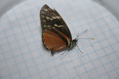 Eresia ithomioides eutropia