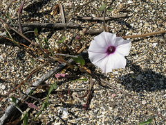 Ipomoea incarnata
