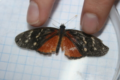 Eresia ithomioides eutropia