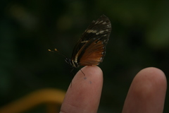 Eresia ithomioides eutropia